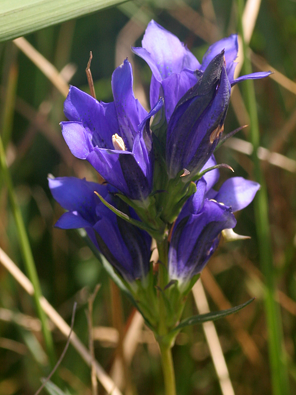 Gentiana pneumonanthe / Genziana mettimborsa